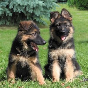 Meet your Posher, Cameron